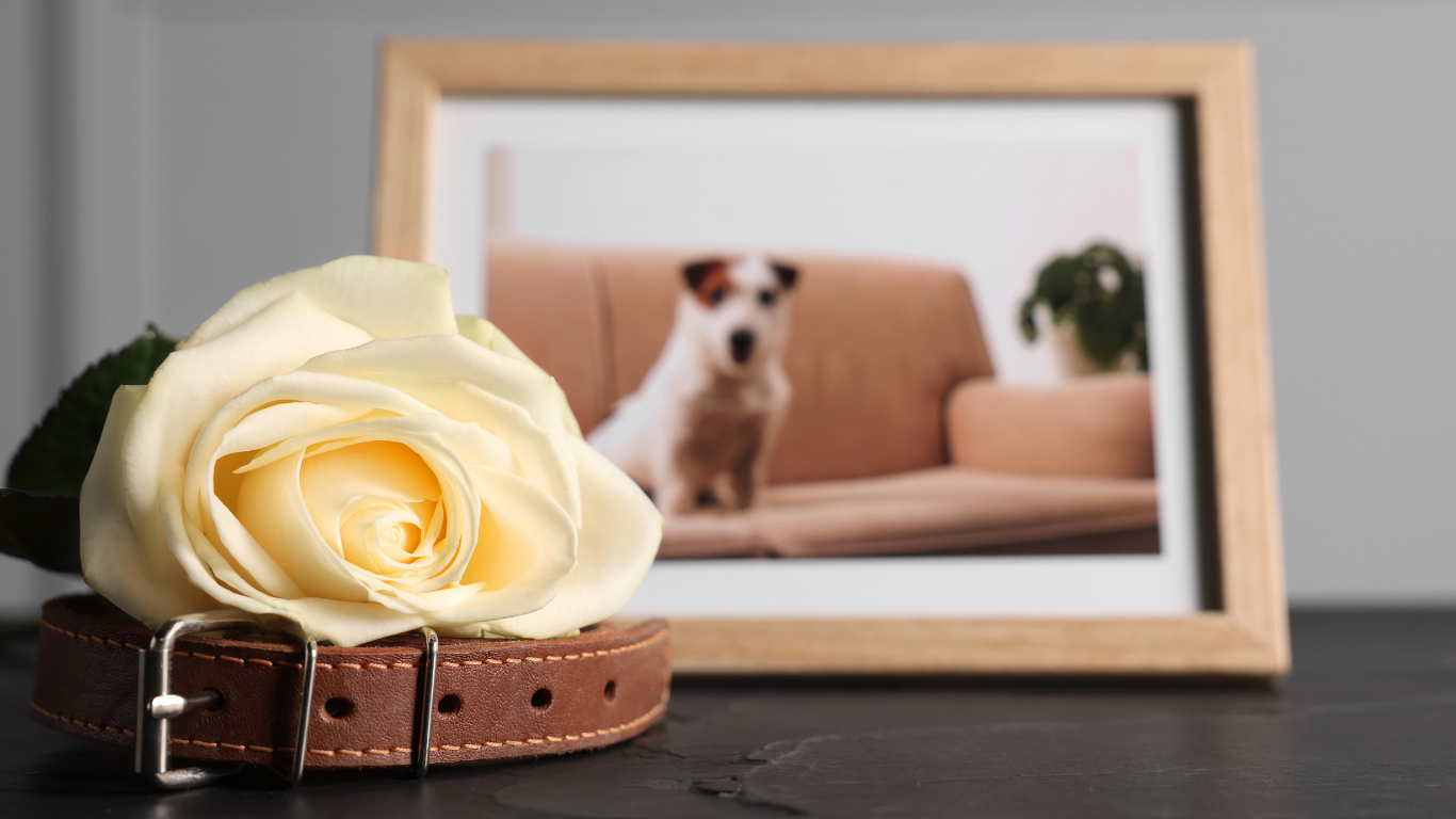 Small personal objects representing different kinds of disenfranchised loss — a pet collar, with a photo of the pet in the background
